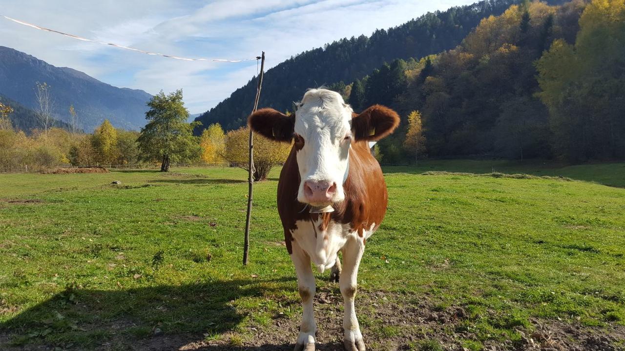 Agriturismo Fattoria Dalcastagne Villa Torcegno Dış mekan fotoğraf